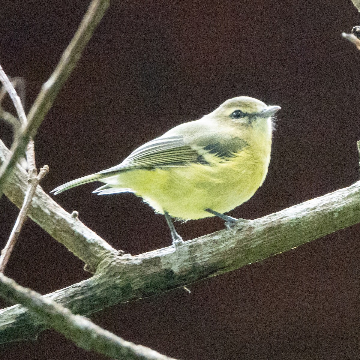 gulbåndvireo - ML642123999