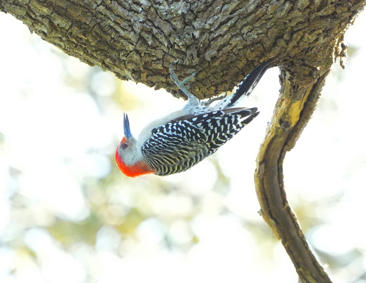 Red-bellied Woodpecker - ML642124002