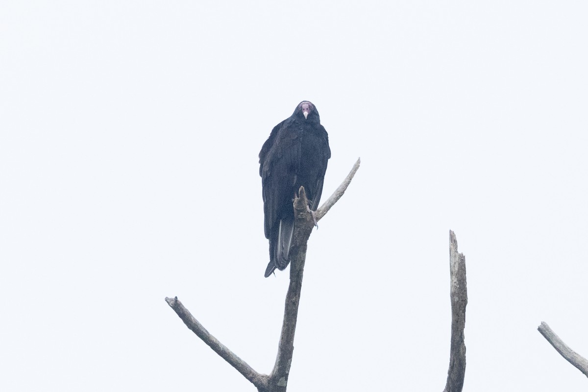 Turkey Vulture - ML642124016