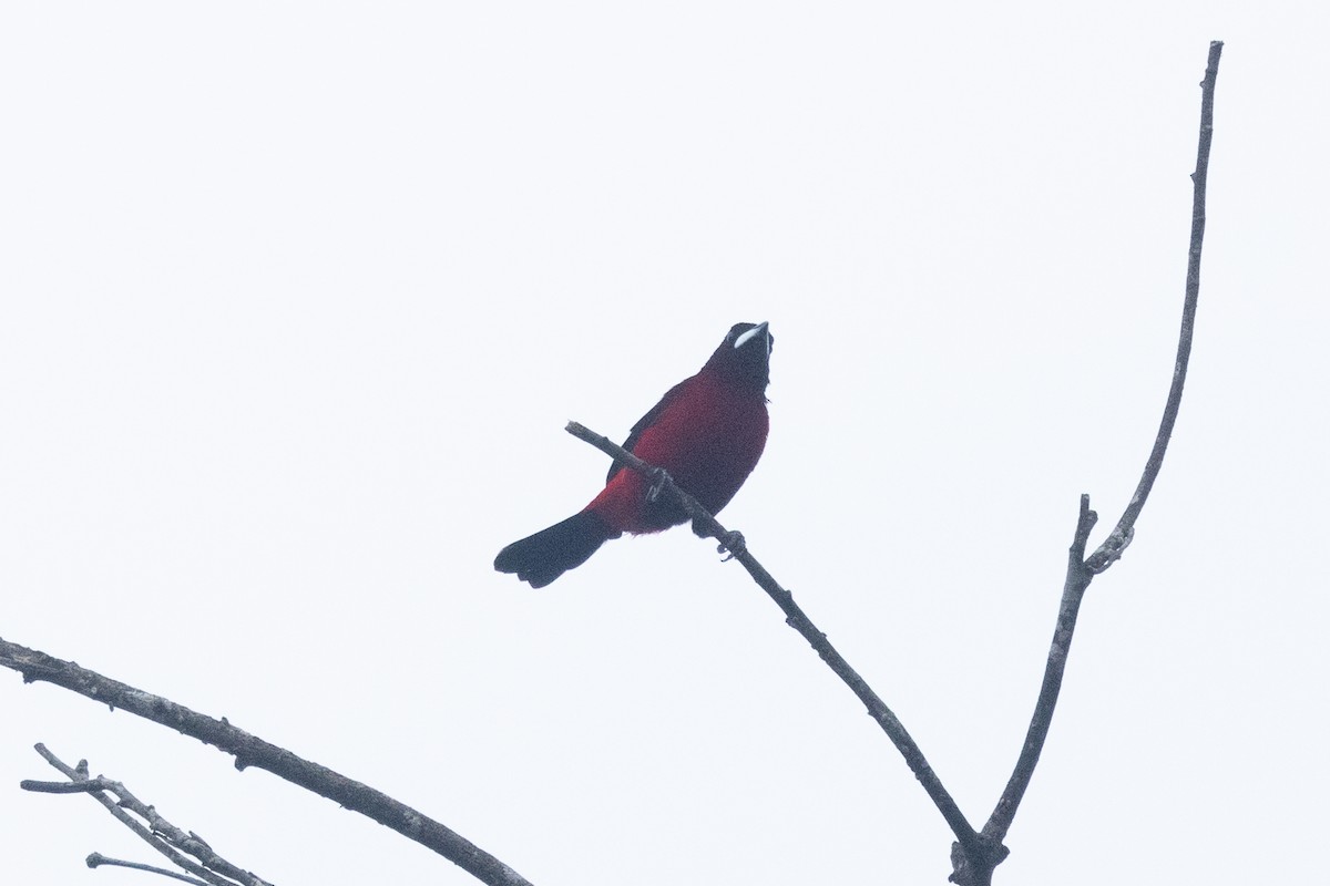 Crimson-backed Tanager - ML642124021