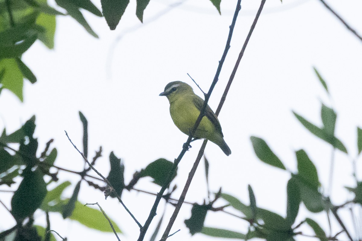 Brown-capped Tyrannulet - ML642124027