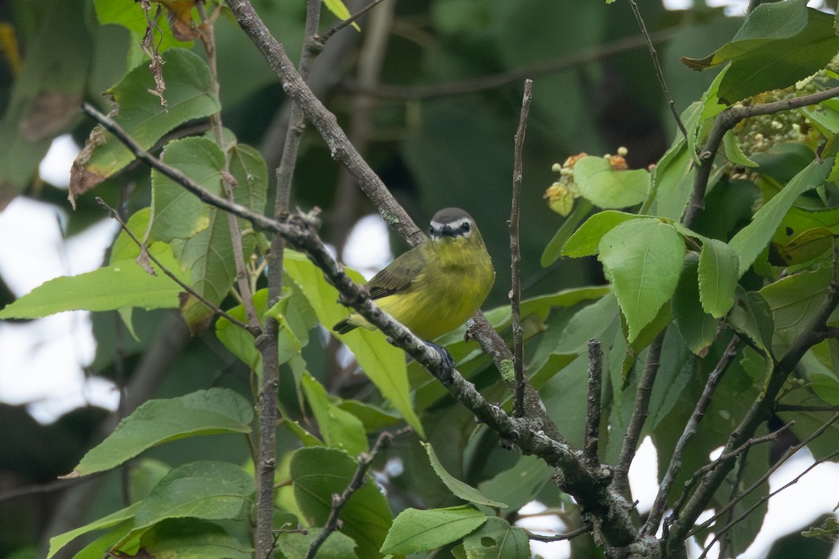 Brown-capped Tyrannulet - ML642124030