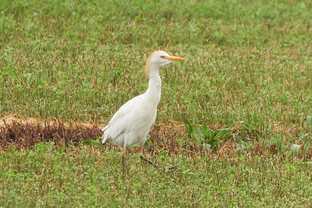 Western Cattle-Egret - ML642124033