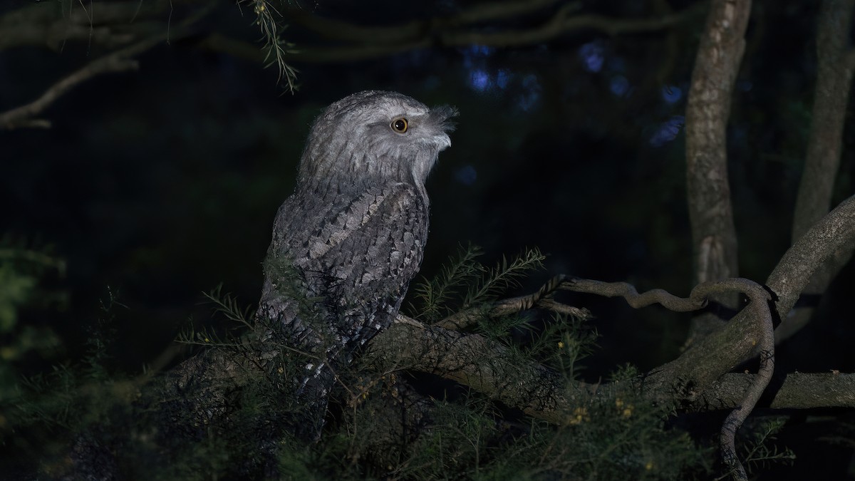 Tawny Frogmouth - ML642124044