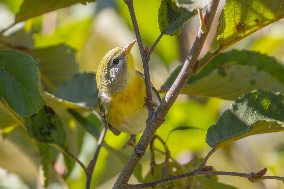 Northern Parula - ML642124052