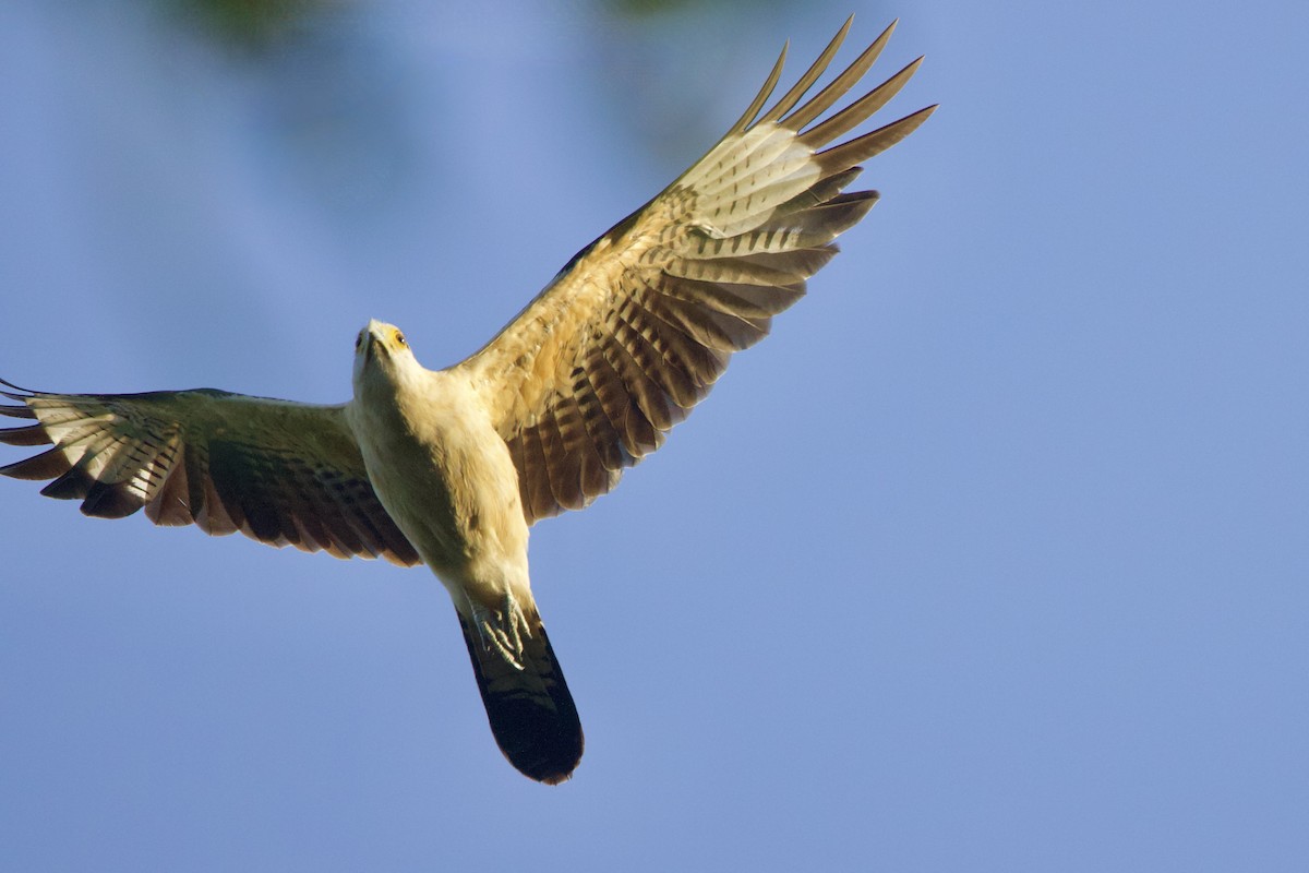 Yellow-headed Caracara - ML642124055