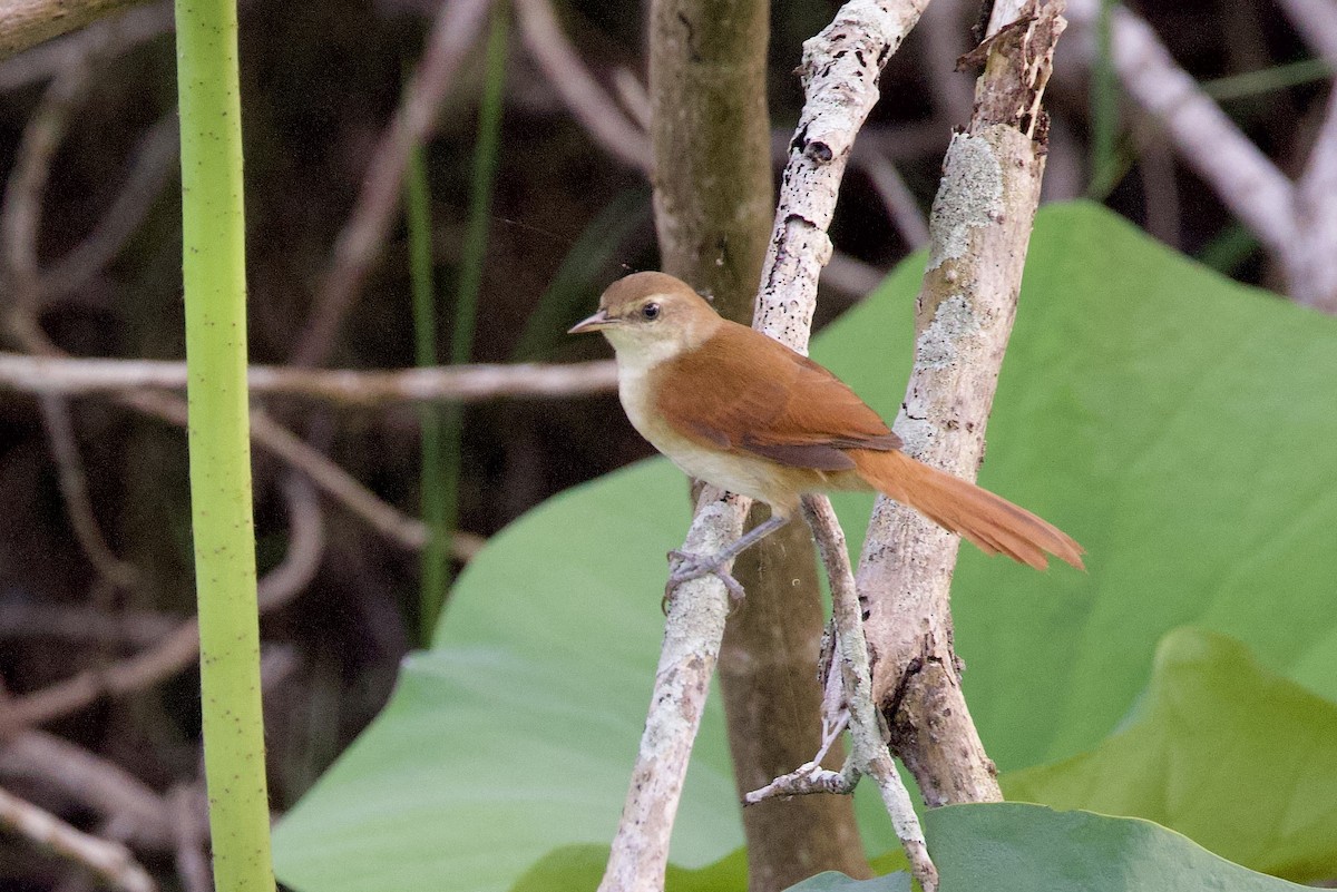 Yellow-chinned Spinetail - ML642124062