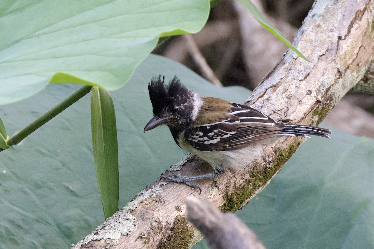 Black-crested Antshrike - ML642124067