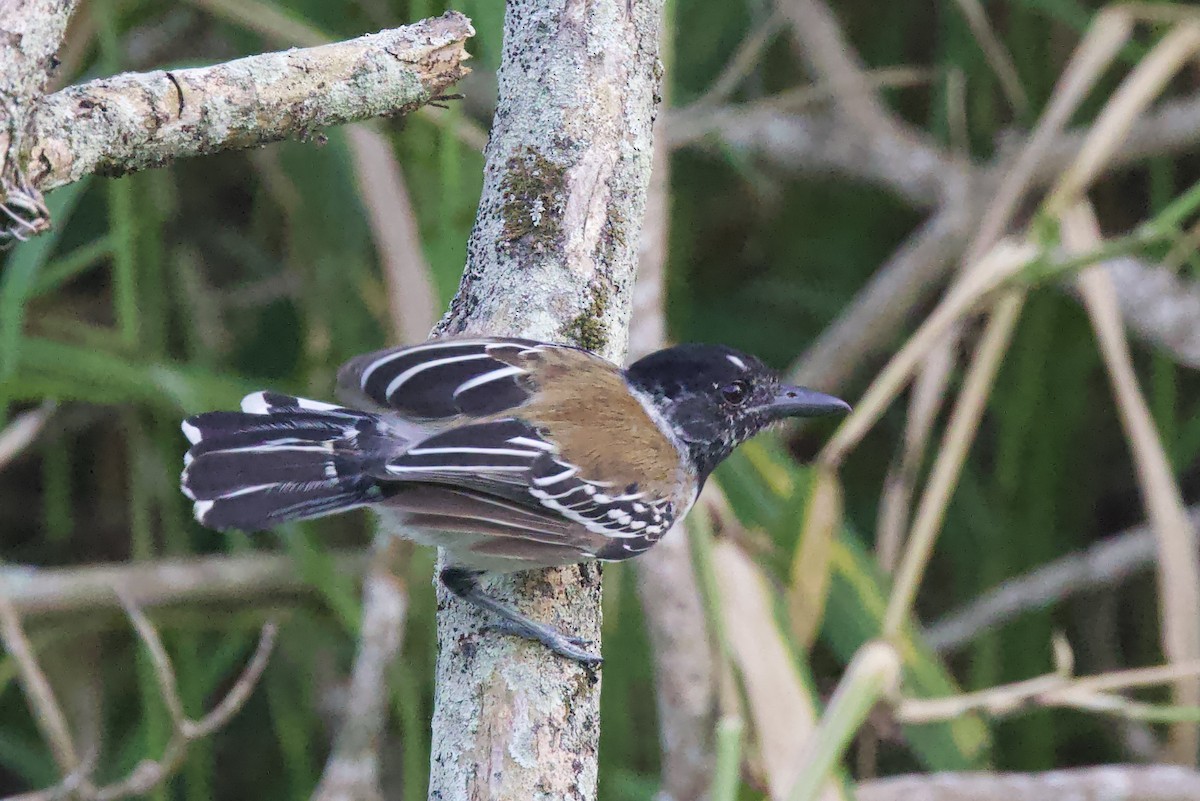 Black-crested Antshrike - ML642124068
