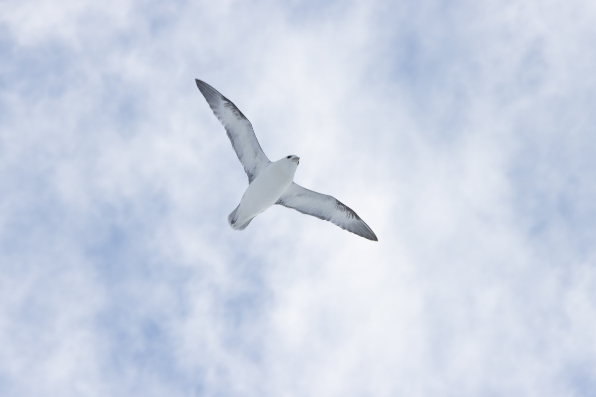 Northern Fulmar - ML642124069