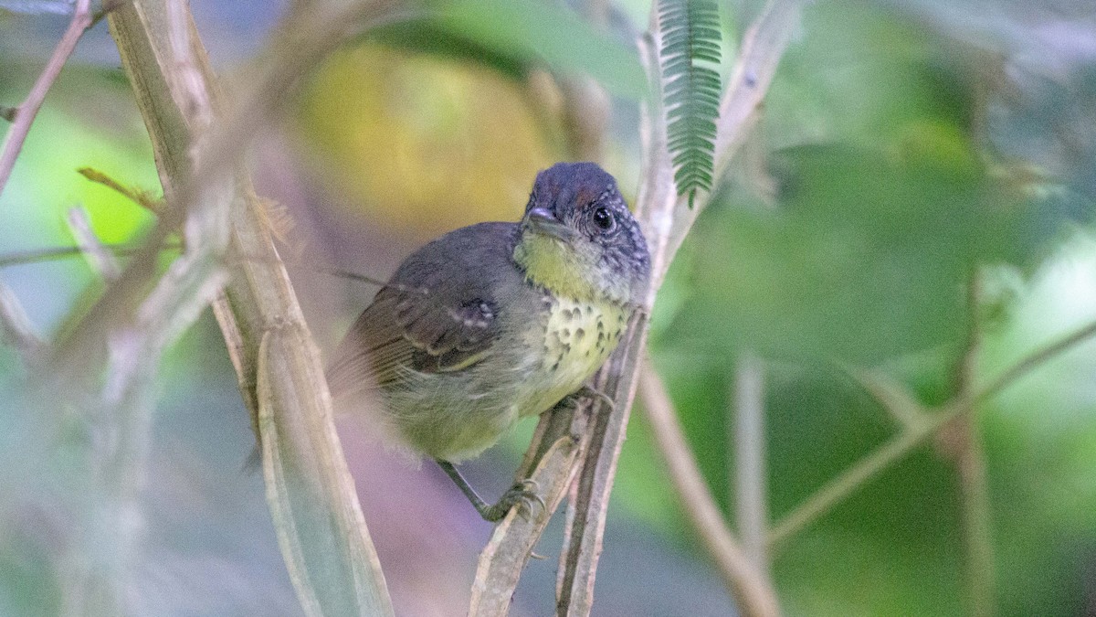 Spot-breasted Antvireo - ML642124081