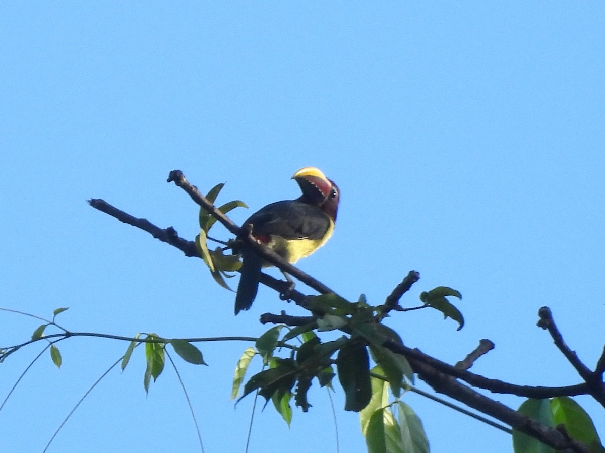 Green Aracari - ML642124082