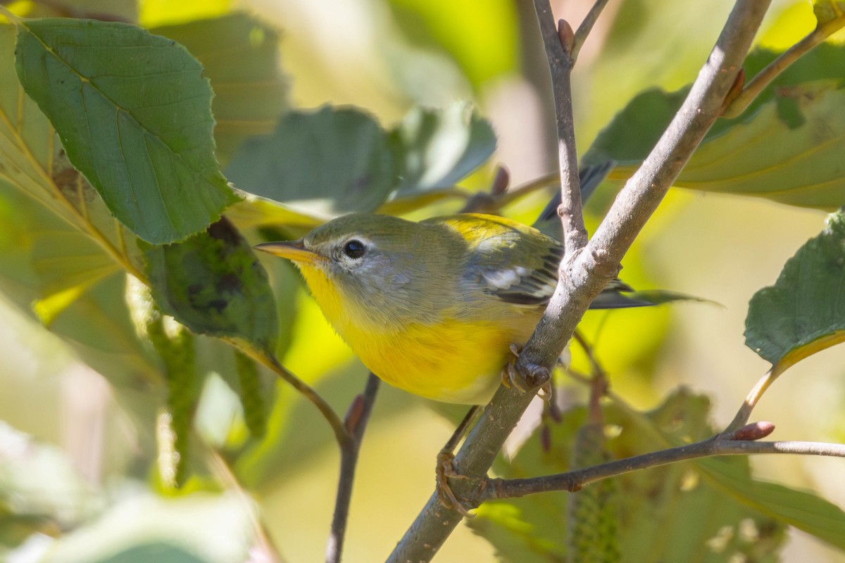 Northern Parula - ML642124084