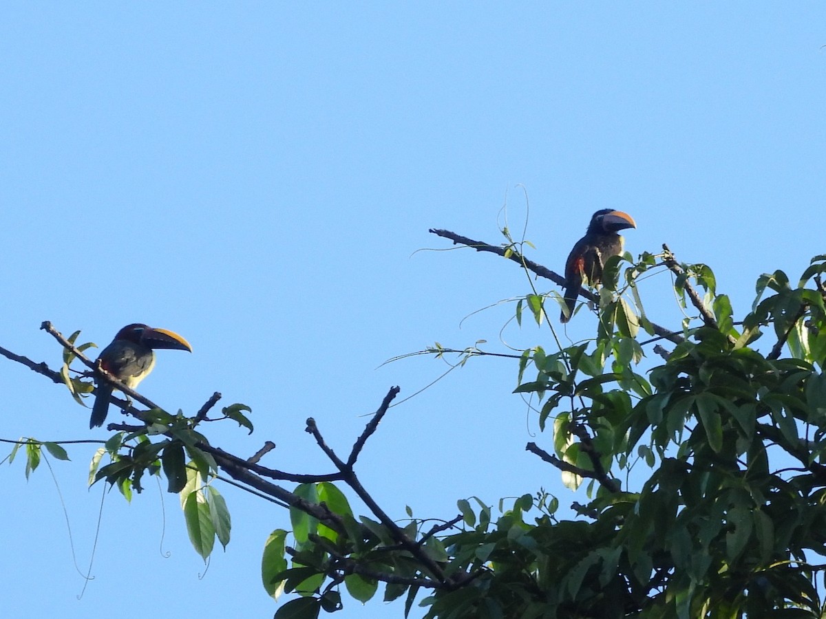 Green Aracari - ML642124086