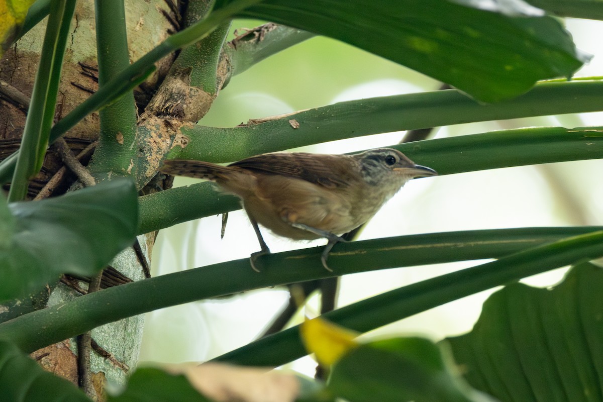 Buff-breasted Wren - ML642124087