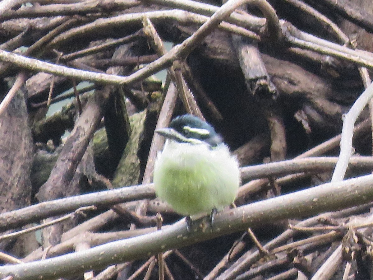 Yellow-rumped Tinkerbird - ML642124098