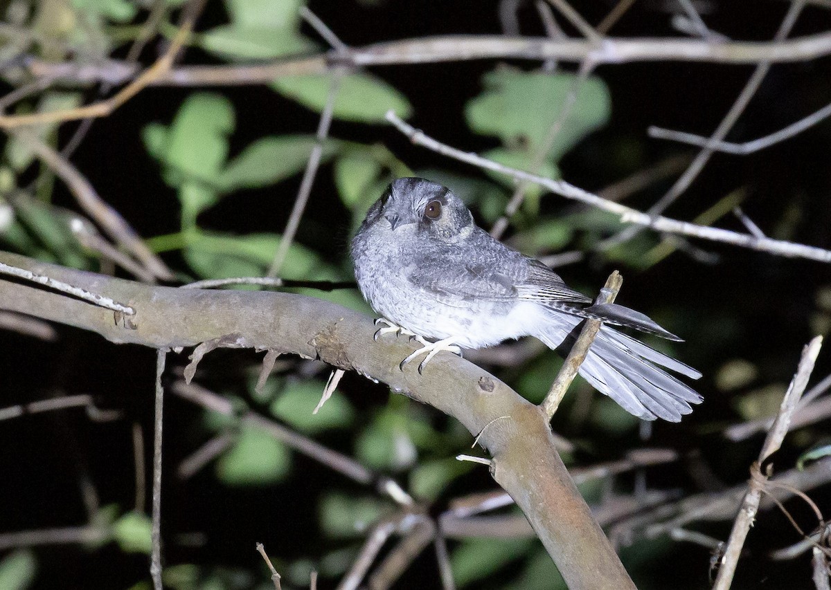 Australian Owlet-nightjar - ML642124105