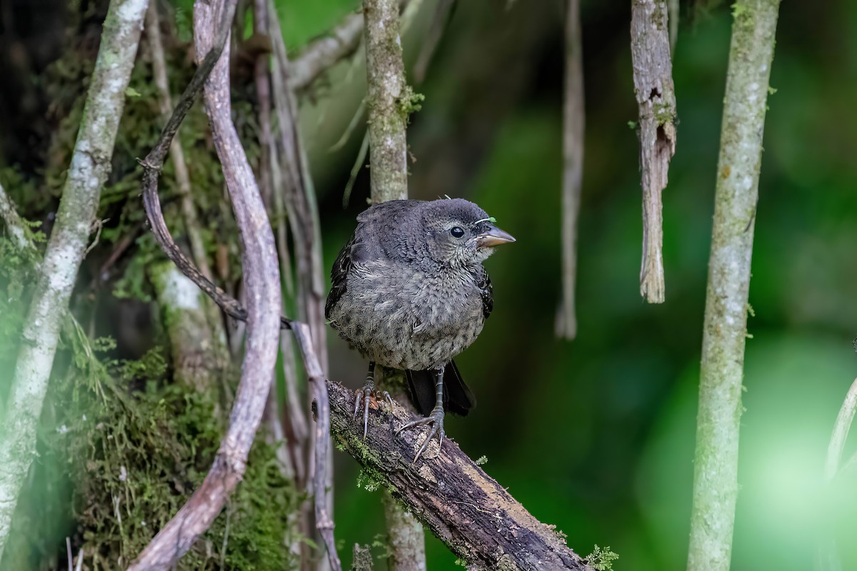 Scrub Blackbird - ML642124111