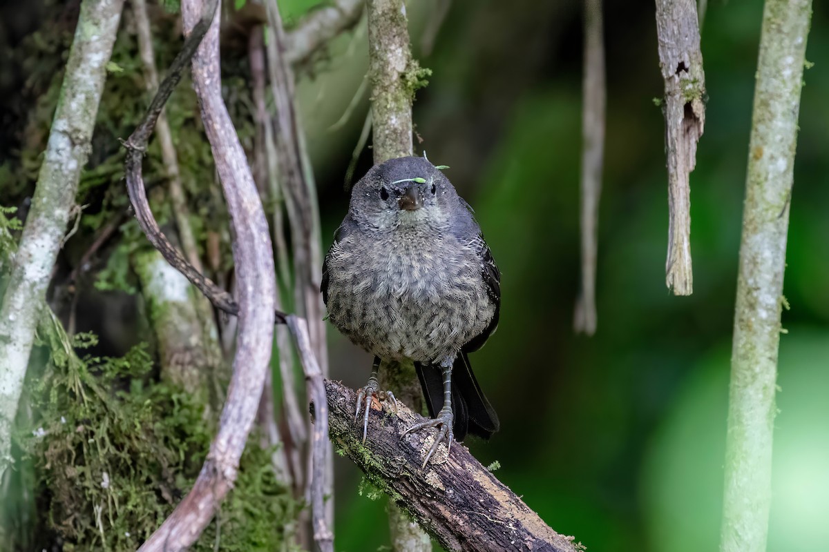 Scrub Blackbird - ML642124112