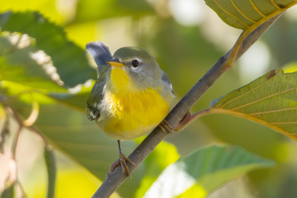 Northern Parula - ML642124114