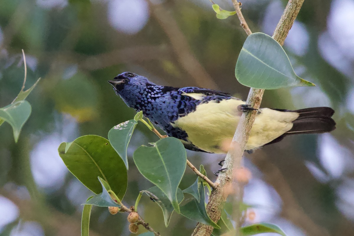 Turquoise Tanager - ML642124117