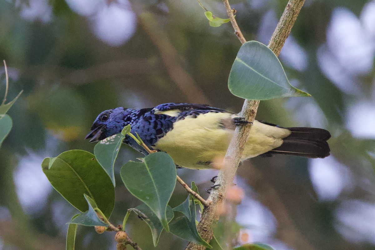 Turquoise Tanager - ML642124118