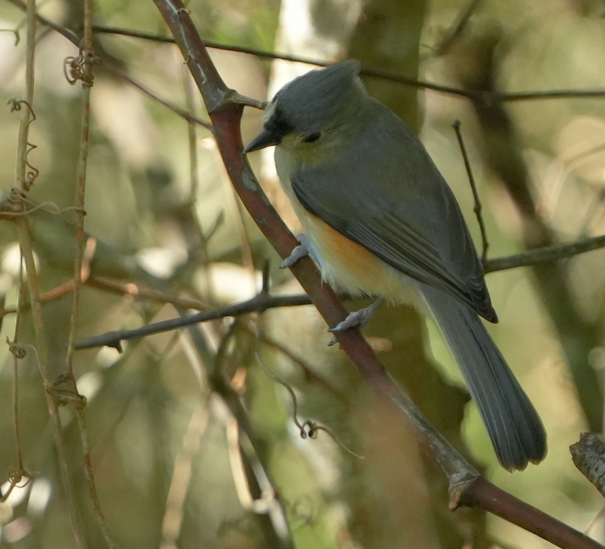 Tufted Titmouse - ML642124133