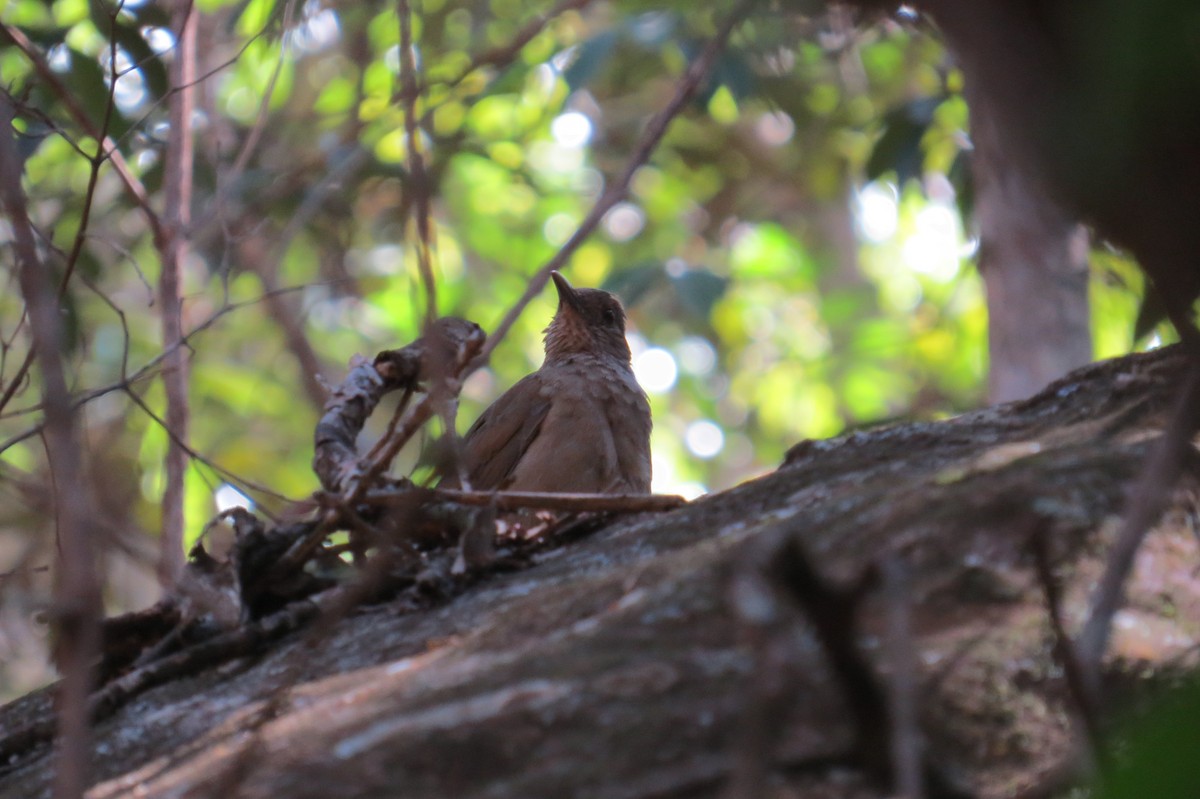 Pale-breasted Thrush - ML642124136