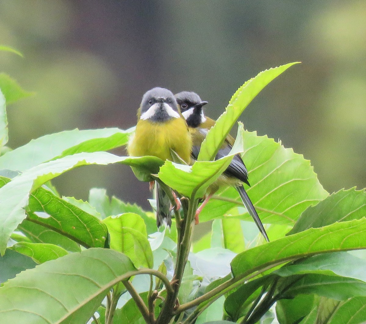 Black-throated Apalis - ML642124137