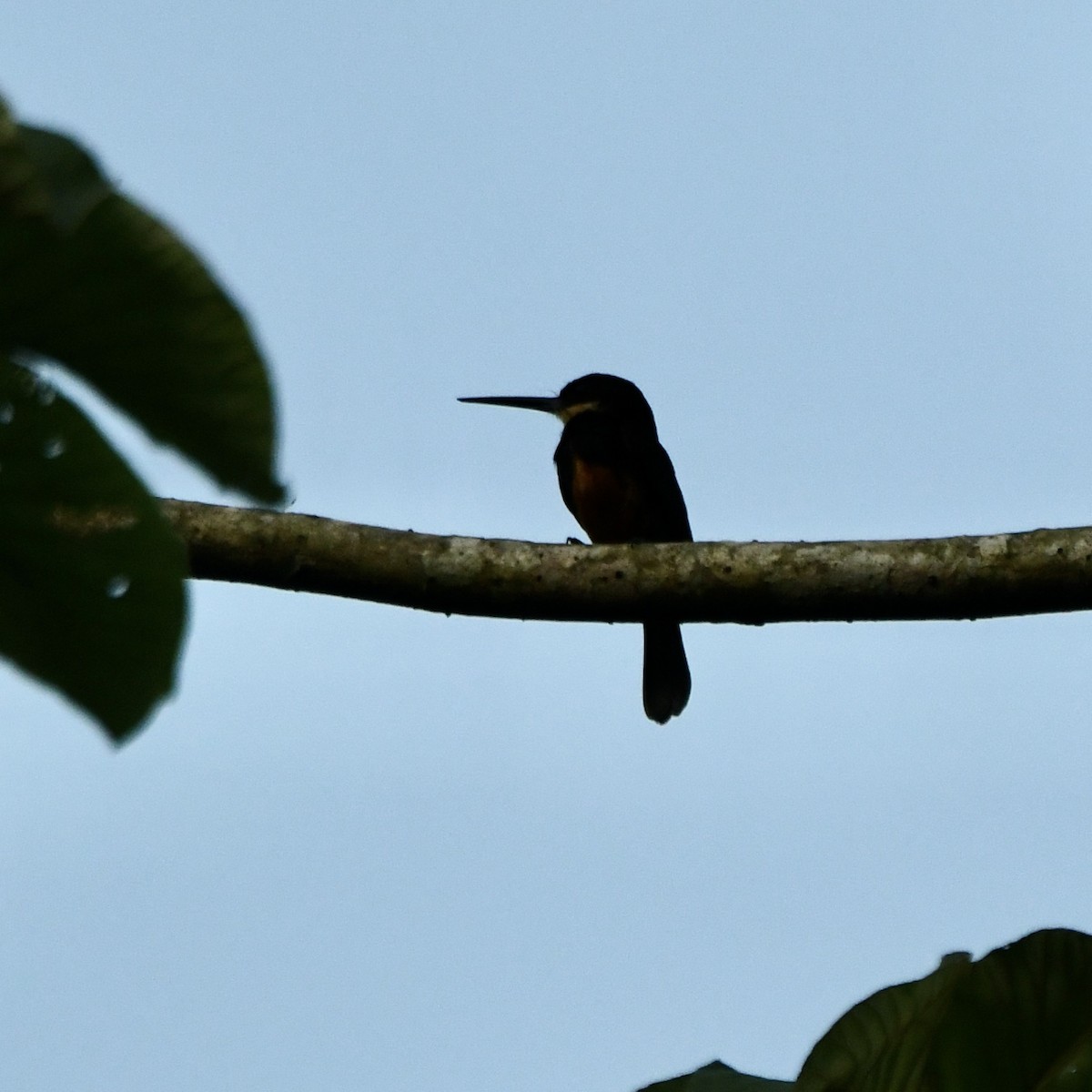 Dusky-backed Jacamar - ML642124138