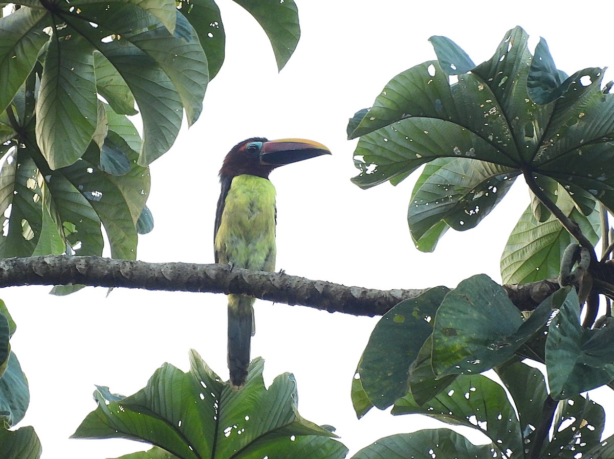 Green Aracari - ML642124139