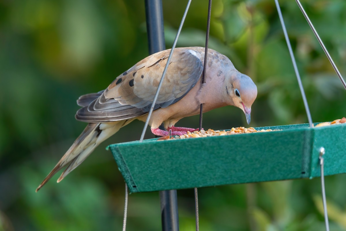 Mourning Dove - ML642124141