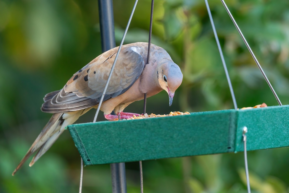 Mourning Dove - ML642124143