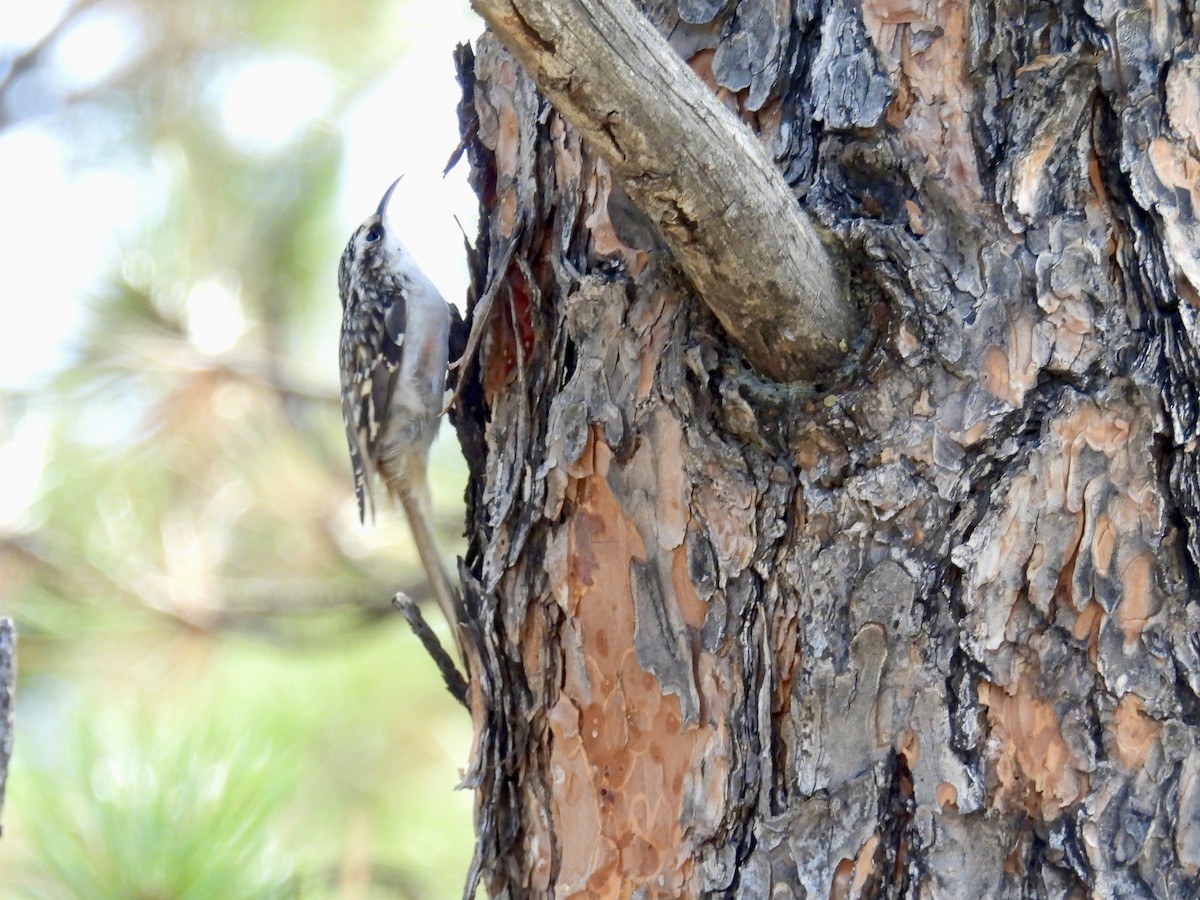 Brown Creeper - ML642124145