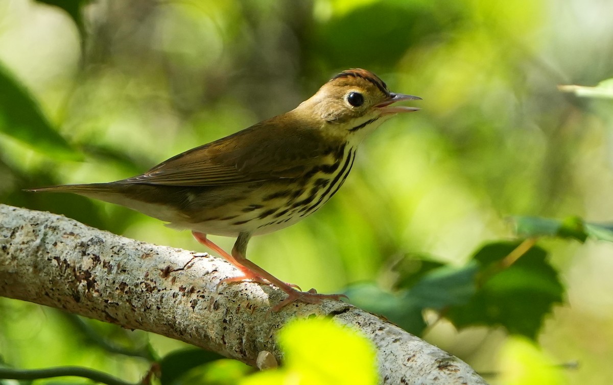 Ovenbird - ML642124146