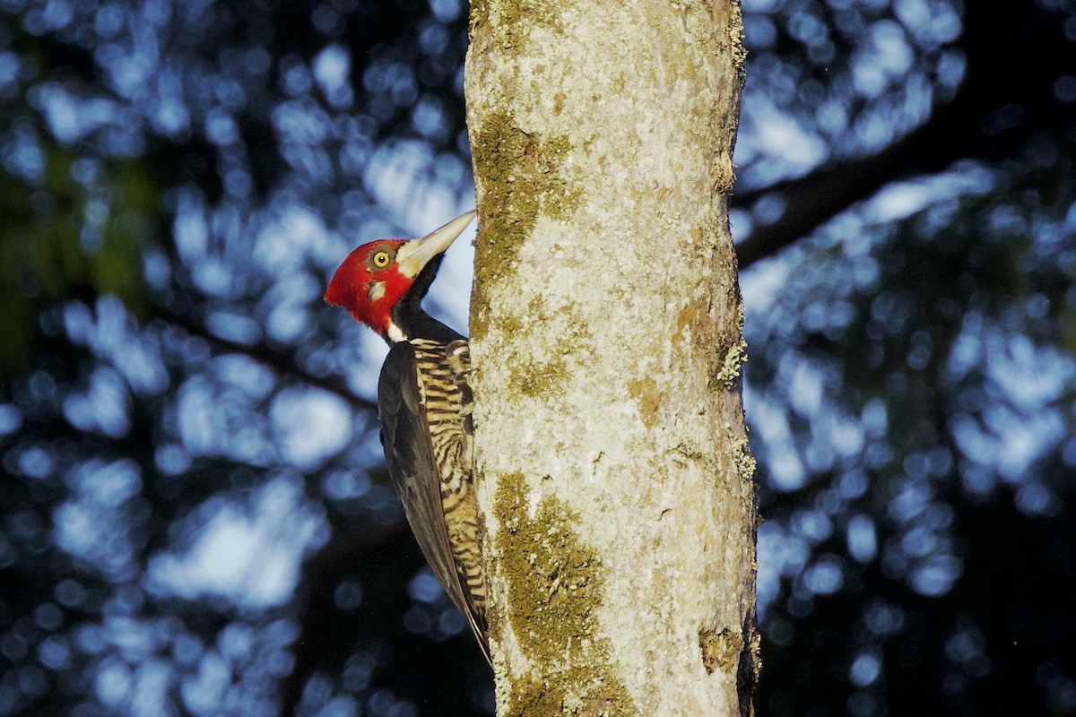Crimson-crested Woodpecker - ML642124147