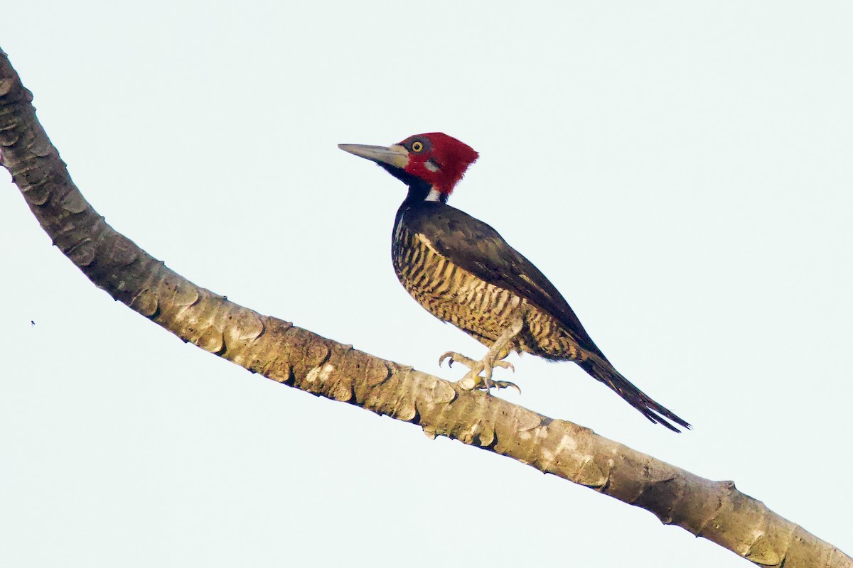 Crimson-crested Woodpecker - ML642124148