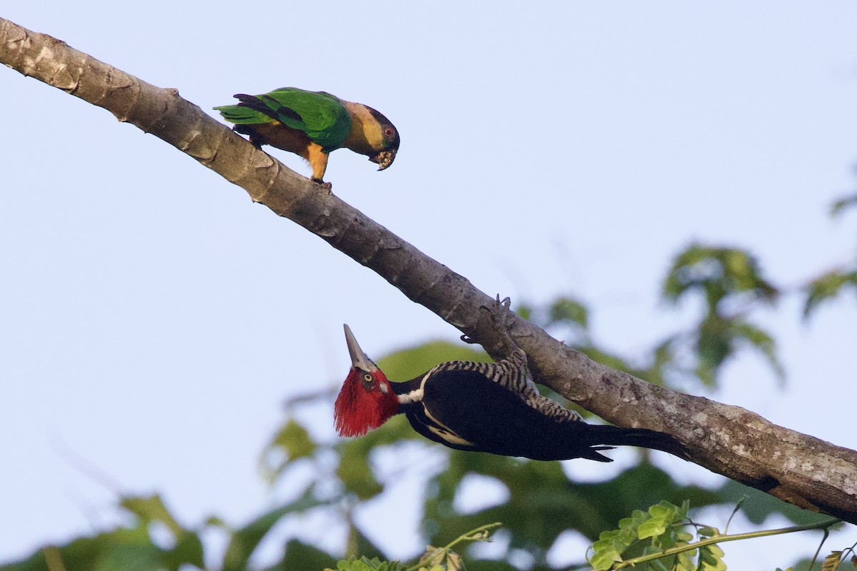 Crimson-crested Woodpecker - ML642124149