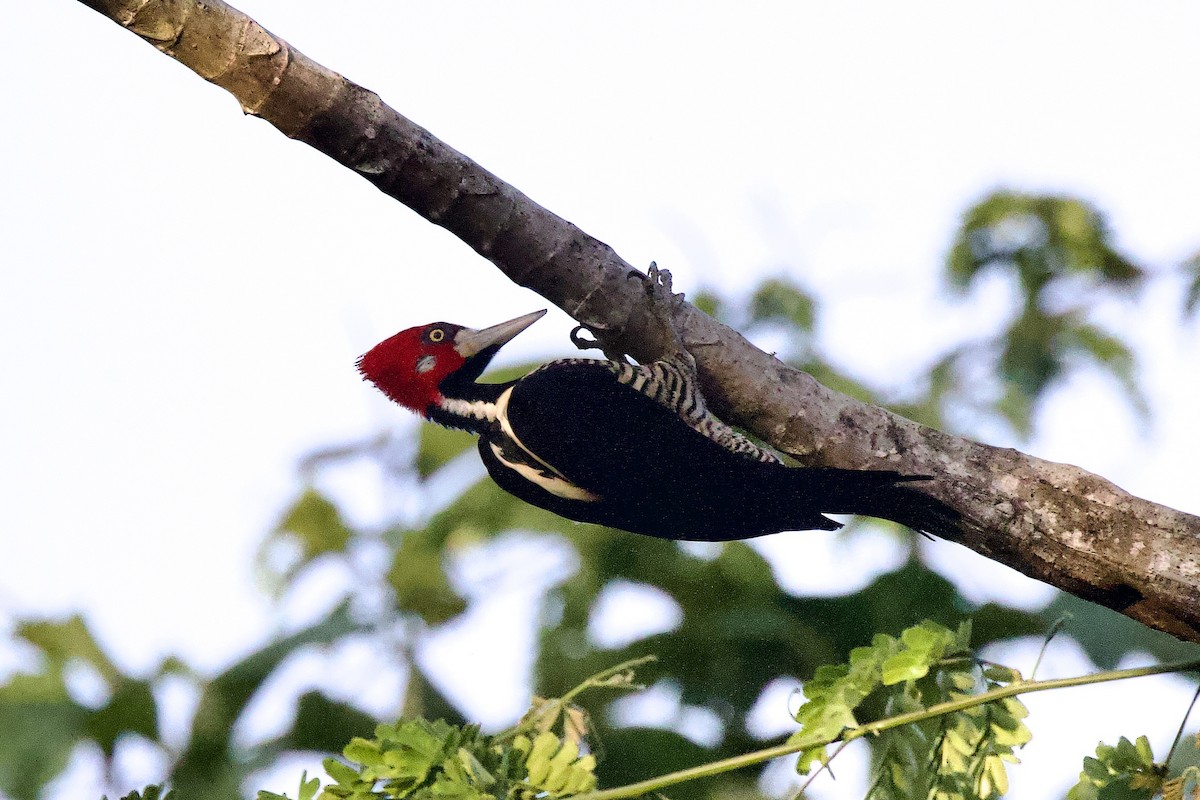 Crimson-crested Woodpecker - ML642124150