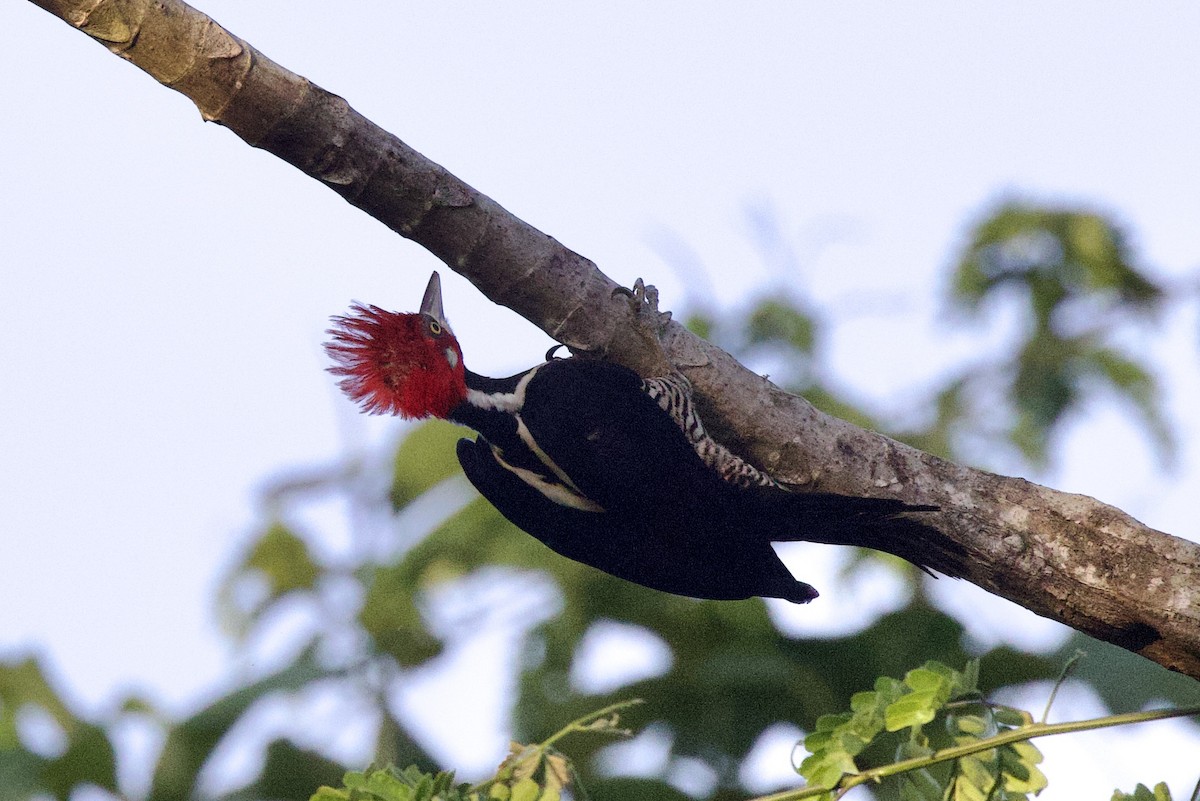 Crimson-crested Woodpecker - ML642124151