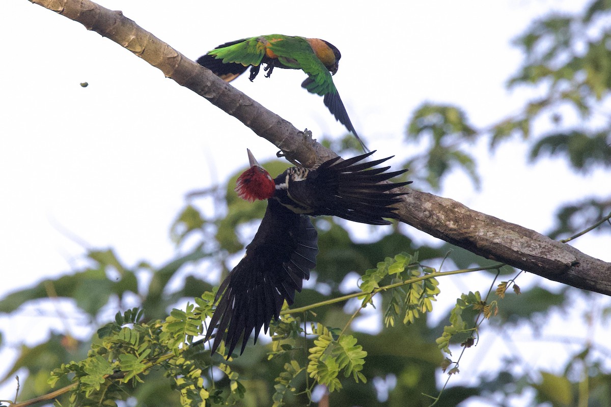 Crimson-crested Woodpecker - ML642124152