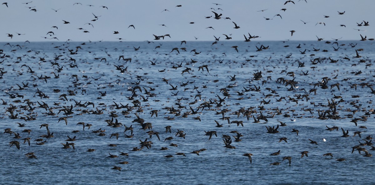Sooty Shearwater - ML642124153