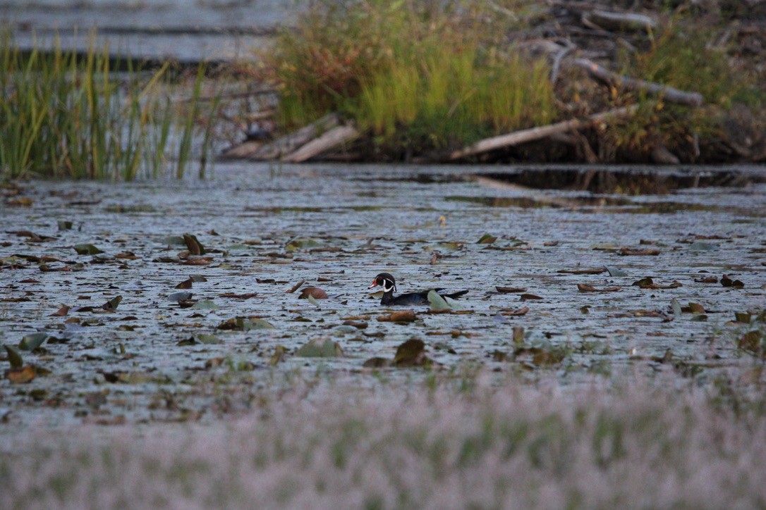 Wood Duck - ML642124154