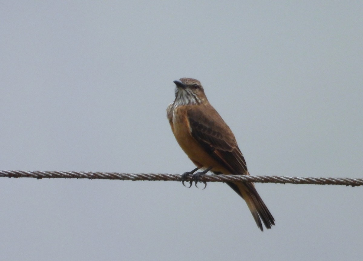 Streak-throated Bush-Tyrant - ML642124155