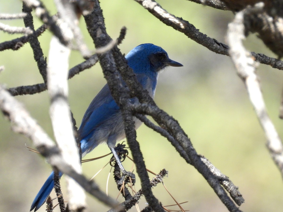 Woodhouse's Scrub-Jay - ML642124156