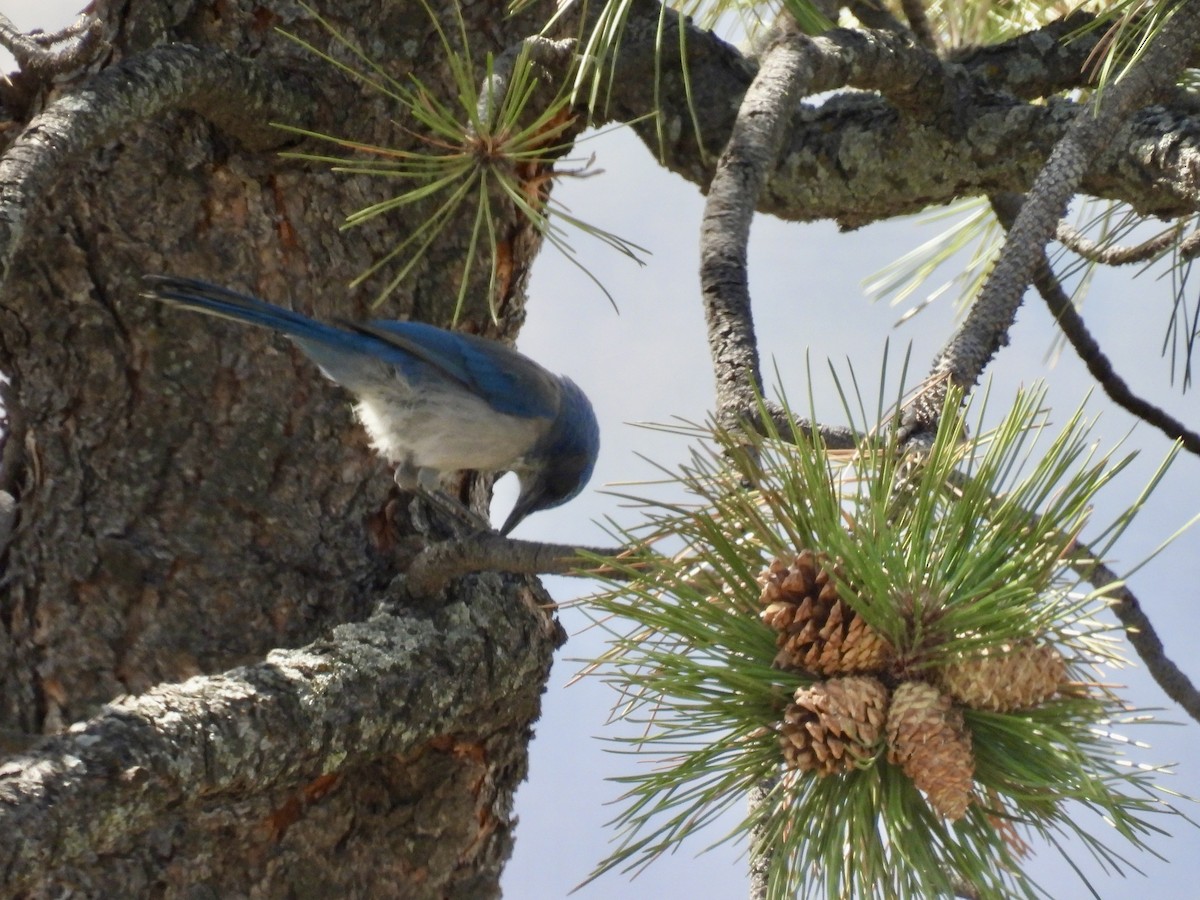 Woodhouse's Scrub-Jay - ML642124157