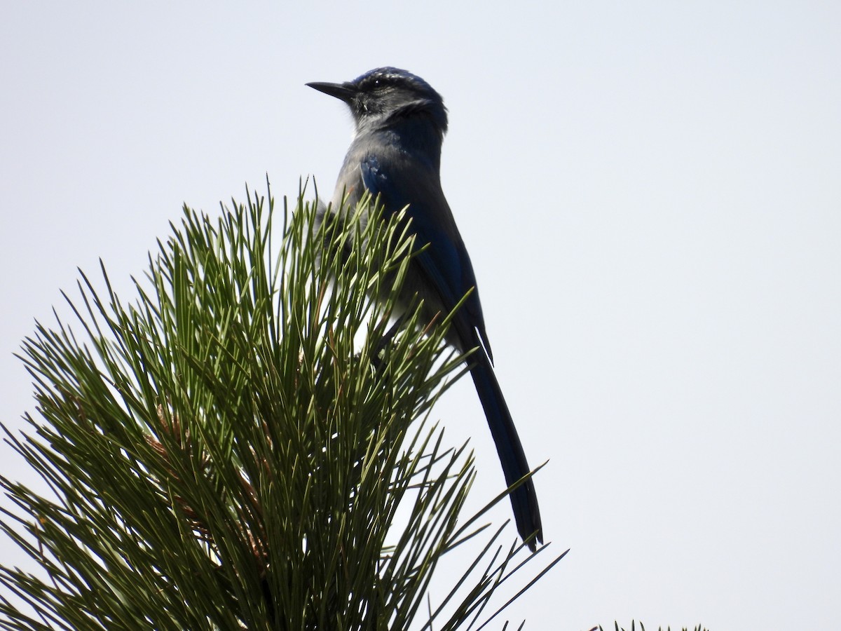 Woodhouse's Scrub-Jay - ML642124158