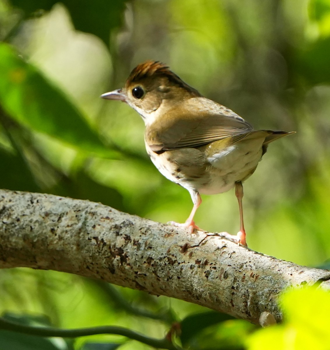 Ovenbird - ML642124161