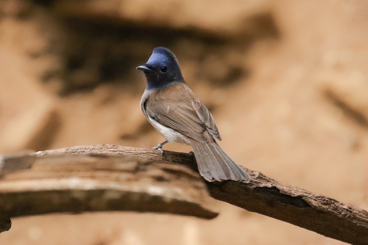 Black-naped Monarch - ML642124162