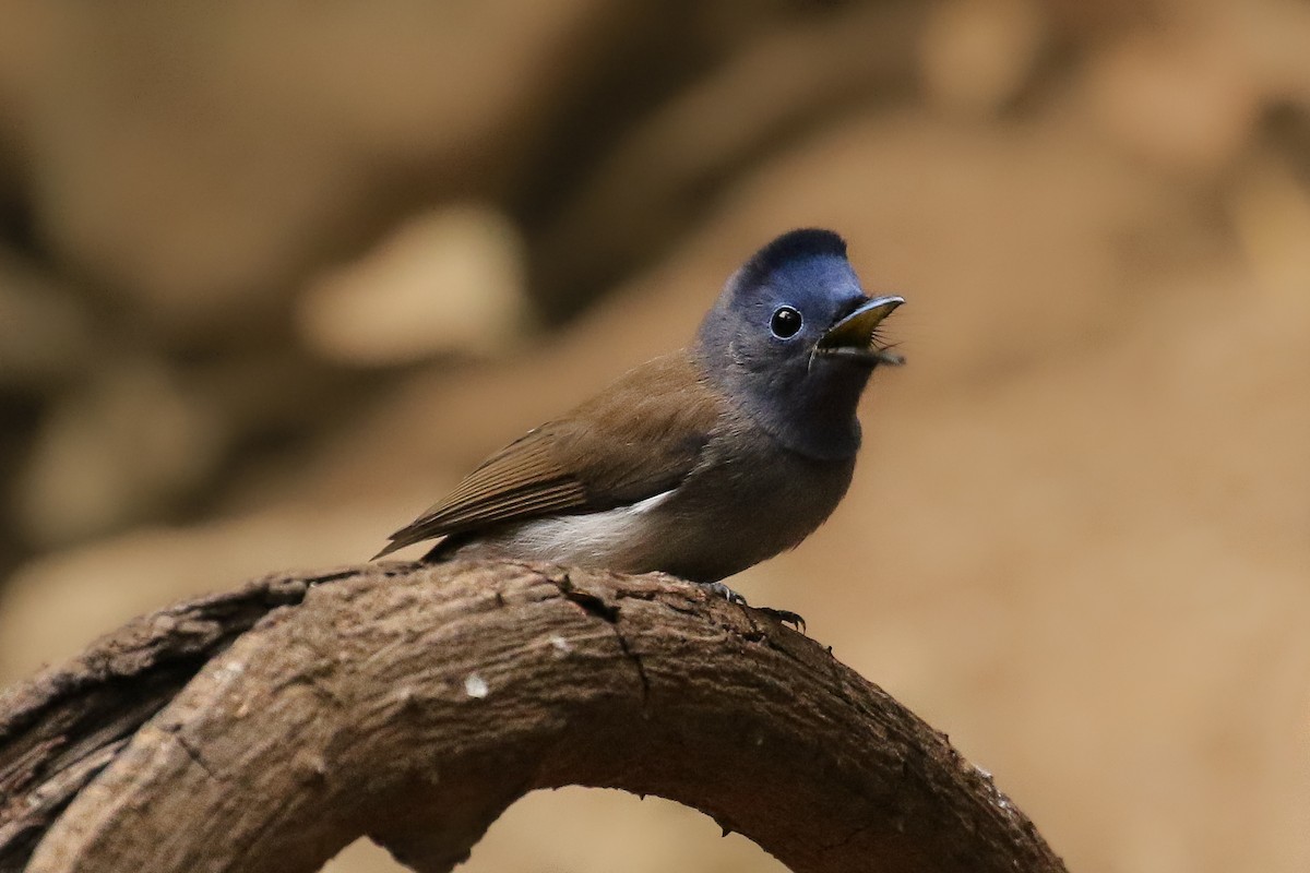 Black-naped Monarch - ML642124163